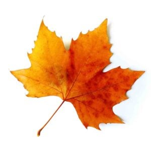 Vibrant orange and yellow maple leaf with detailed veins against a white background, displaying rich autumn fall colors.