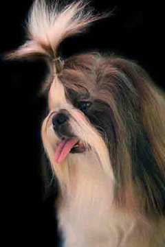 Close-up of a Shih Tzu dog with long white and brown hair, pink tongue out, against a black background.