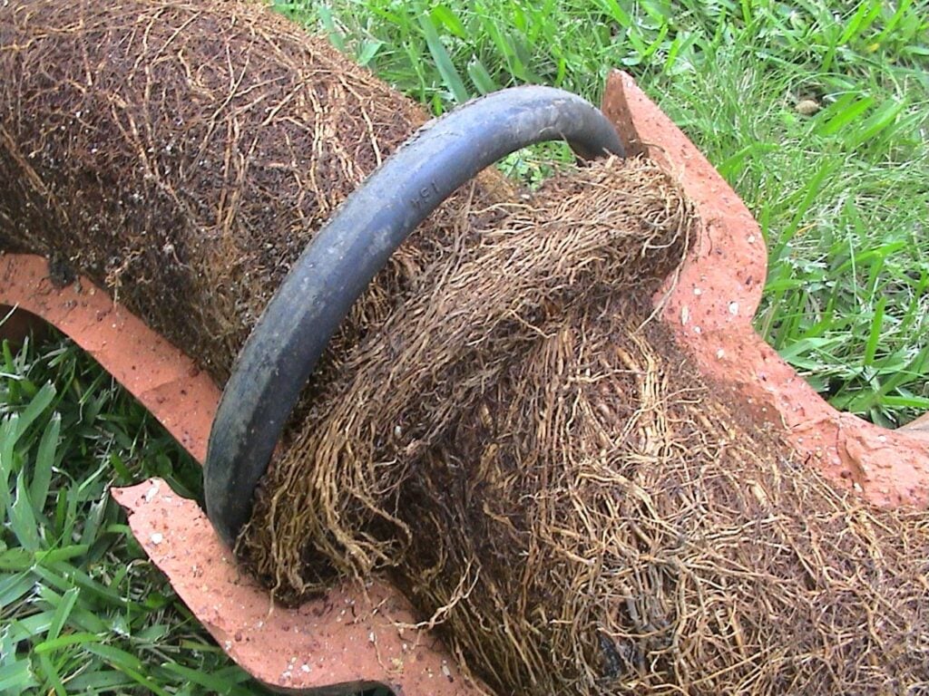 Brown tree roots invading the interior of a cracked terracotta sewer pipe lying on red clay soil surrounded by grass.