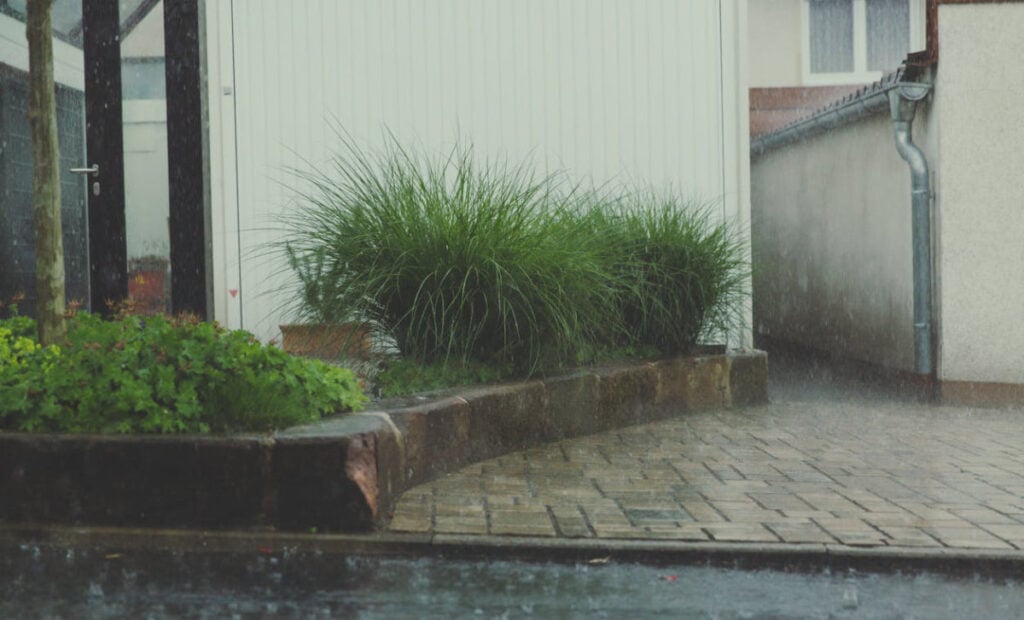 Rain falling on a paved courtyard with ornamental grasses in planters and green foliage along the edge of white buildings.