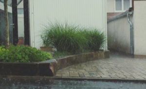 Rain falling on a paved courtyard with ornamental grasses in planters and green foliage along the edge of white buildings.