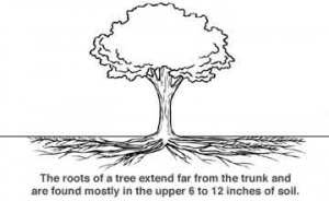 tree-root-image-2